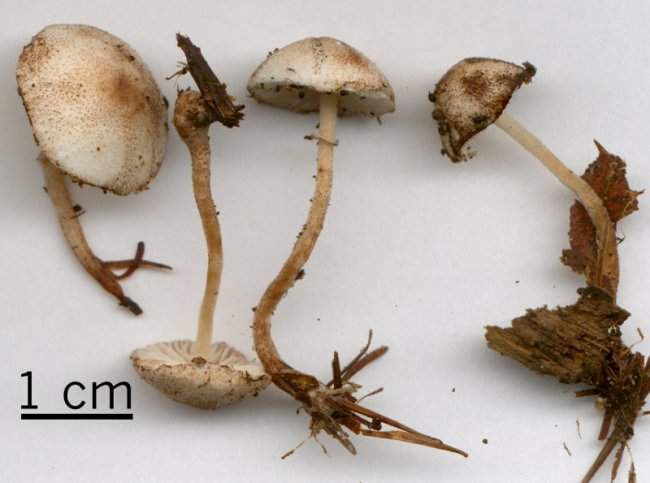 Leucoagaricus georginae